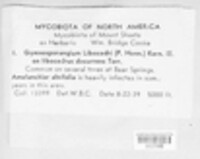 Gymnotelium blasdaleanum image